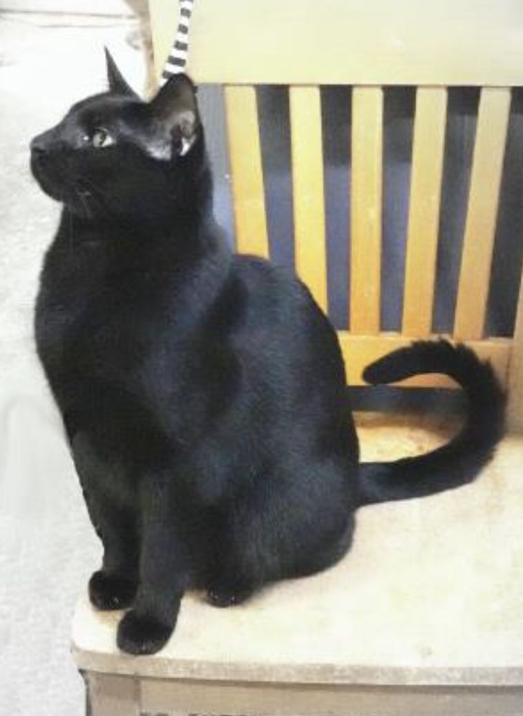 Ebony